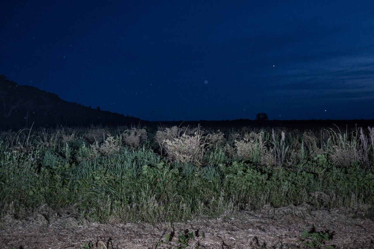 foreste di bambù