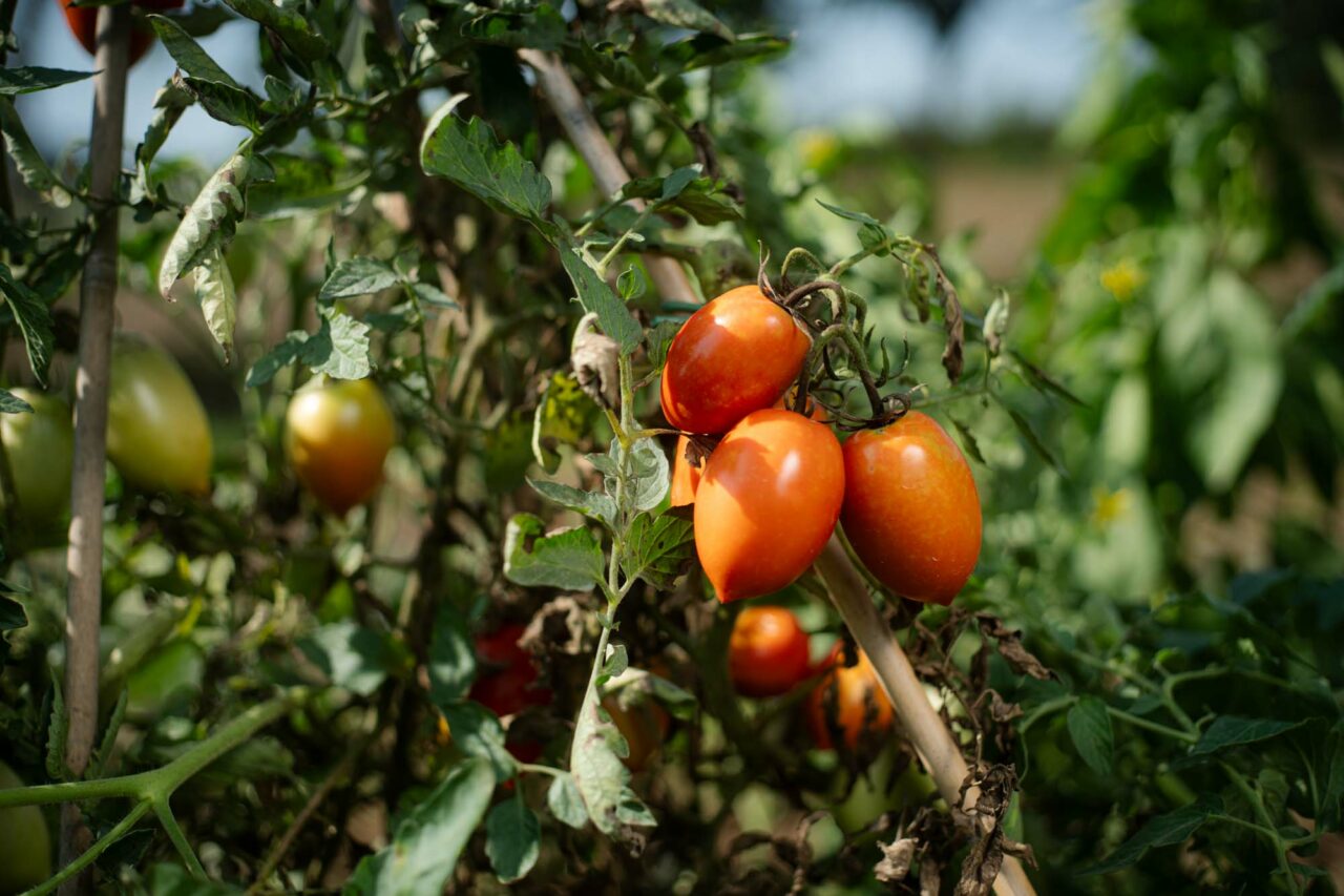 pomodori pfas