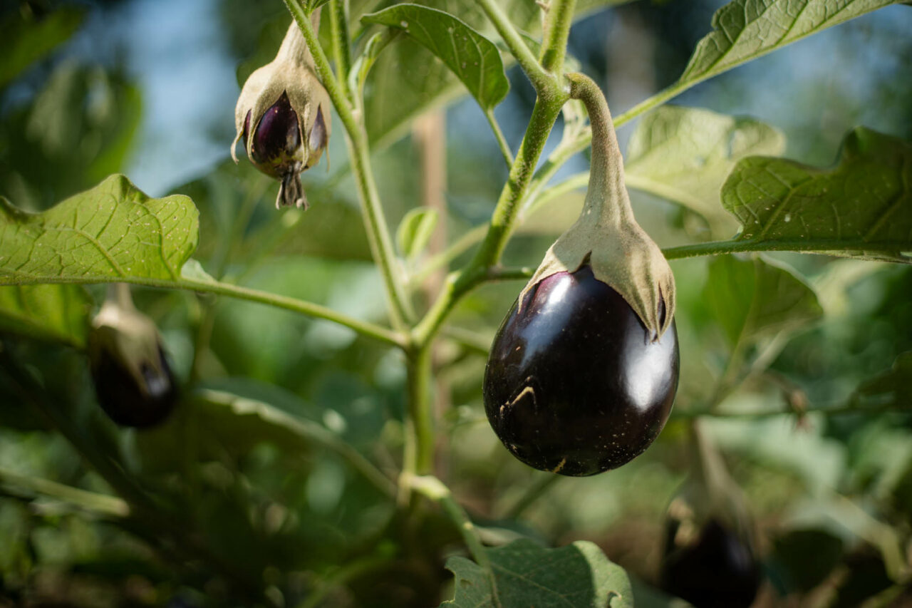 melanzane pfas