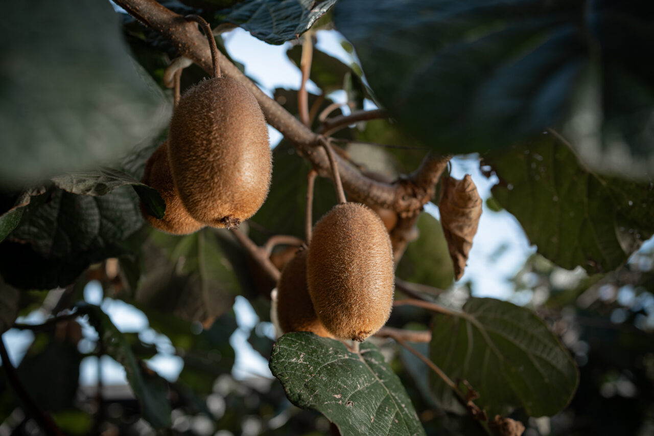 kiwi pfas